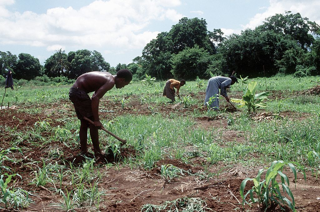 A Somalian man and two women working in a field.