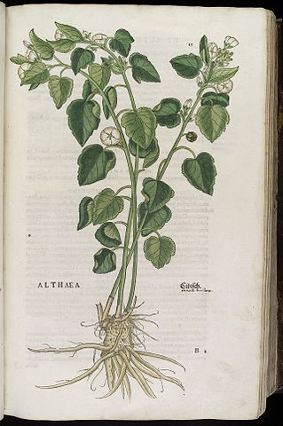 Althaea officinalis, illustrated by Leonhard Fuchs. Citation link: http://catalogue.wellcomelibrary.org/record=b1000513